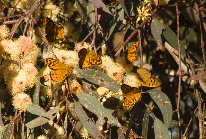 bfly 3.jpg